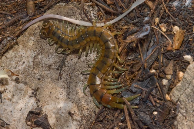 Scolopendra cingulata